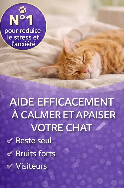 Miniature kit chat vue 2